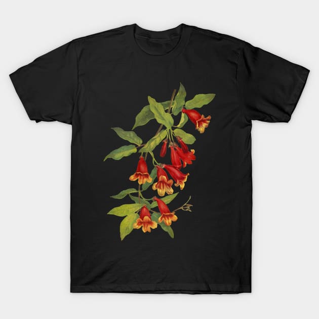 Crossvine - Bignonia capreolata - botanical illustration T-Shirt by chimakingthings